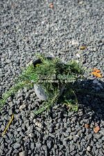 Juniperus Horizontalis Wiltoni ( Ienupar Orizontal Wiltoni )