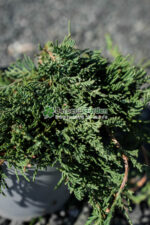 Juniperus Horizontalis Wiltoni ( Ienupar Orizontal Wiltoni ) - imagine 2