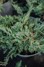 Juniperus Horizontalis Wiltoni ( Ienupar Orizontal Wiltoni ) - imagine 3