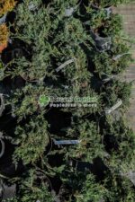 Juniperus Horizontalis Wiltoni ( Ienupar Orizontal Wiltoni ) - imagine 4