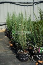 Juniperus Scopulorum Blue Arrow ( Ienupar columnar Blue Arrow )