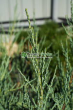 Juniperus Scopulorum Blue Arrow ( Ienupar columnar Blue Arrow ) - imagine 2