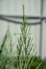 Juniperus Scopulorum Blue Arrow ( Ienupar columnar Blue Arrow ) - imagine 3
