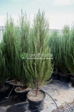 Juniperus Scopulorum Blue Arrow ( Ienupar columnar Blue Arrow )