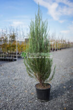 Juniperus Scopulorum Blue Arrow ( Ienupar columnar Blue Arrow ) - imagine 2