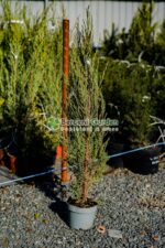 Juniperus Virginiana Skyrocket ( Ienupar Columnar Skyrocket )