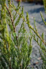 Juniperus Virginiana Skyrocket ( Ienupar Columnar Skyrocket ) - imagine 2