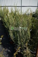 Juniperus Virginiana Skyrocket ( Ienupar Columnar Skyrocket ) - imagine 3
