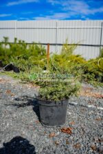 Juniperus Media Pfitzeriana Compacta ( Ienupar Semitarator Compact )