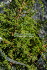 Juniperus Media Pfitzeriana Compacta ( Ienupar Semitarator Compact ) - imagine 2