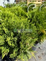 Thuja Occidentalis Danica ( Tuia globulara Danica )