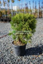Thuja Occidentalis Danica ( Tuia globulara Danica ) - imagine 2