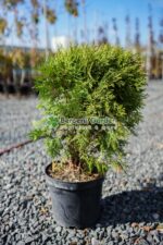 Thuja Occidentalis Globosa ( Tuia globulara )