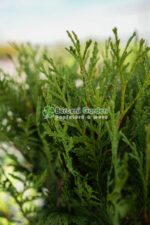 Thuja Occidentalis Globosa ( Tuia globulara ) - imagine 2