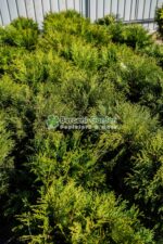 Thuja Occidentalis Globosa ( Tuia globulara ) - imagine 3