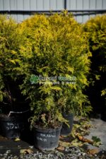 Thuja Occidentalis Golden Glob ( Tuia glob galben )