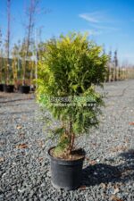 Thuja Occidentalis Golden Glob ( Tuia glob galben ) - imagine 2