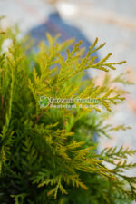 Thuja Occidentalis Golden Glob ( Tuia glob galben ) - imagine 3