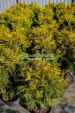 Thuja Occidentalis Golden Glob ( Tuia glob galben ) - imagine 4