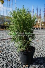 Thuja Occidentalis Little Champion ( Tuia Lttle Champion )