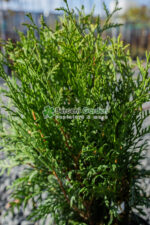 Thuja Occidentalis Little Champion ( Tuia Lttle Champion ) - imagine 2