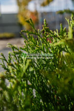 Thuja Occidentalis Little Champion ( Tuia Lttle Champion ) - imagine 3