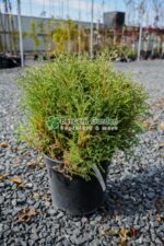 Thuja Occidentalis Mr Bowling Ball ( Tuia minge )