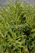 Thuja Occidentalis Mr Bowling Ball ( Tuia minge ) - imagine 2