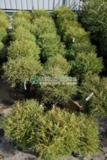 Thuja Occidentalis Mr Bowling Ball ( Tuia minge ) - imagine 3