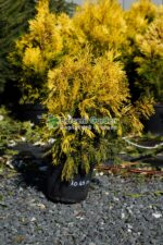 Thuja Plicata 4ever Goldy ( Tuia galben pentru totdeauna )