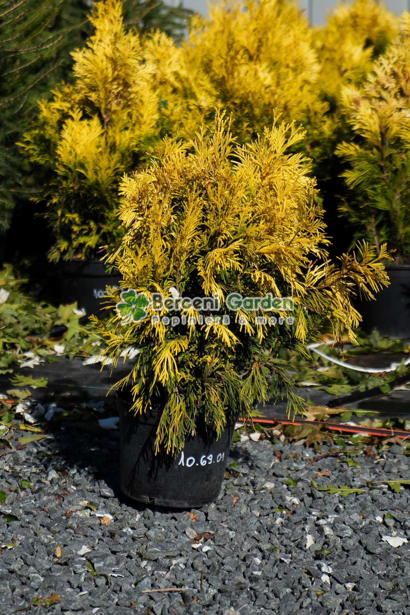 10.69.01.1.vanzare-plante-online Thuja Plicata 4ever Goldy ( Tuia galben pentru totdeauna ) - imagine 1