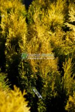 Thuja Plicata 4ever Goldy ( Tuia galben pentru totdeauna ) - imagine 2