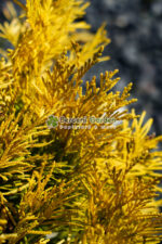 Thuja Plicata 4ever Goldy ( Tuia galben pentru totdeauna ) - imagine 3