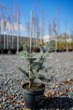 Picea Pungens Hoopsii ( Molid Albastru Hoopsii )