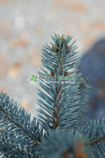 Picea Pungens Hoopsii ( Molid Albastru Hoopsii ) - imagine 2