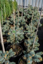 Picea Pungens Hoopsii ( Molid Albastru Hoopsii ) - imagine 3
