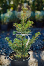 Picea Pungens Kaibab ( Molid Albastru Kaibab )