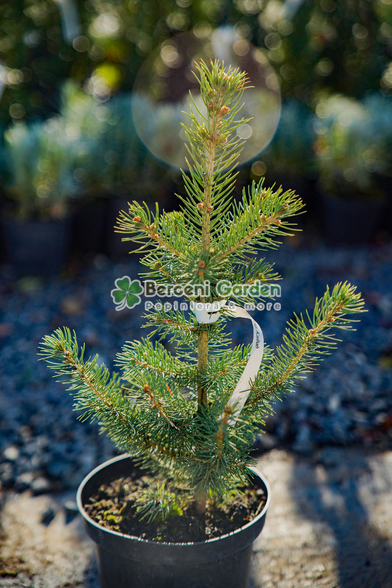 10.71.01.1.vanzare-plante-online Picea Pungens Kaibab ( Molid Albastru Kaibab ) - imagine 1