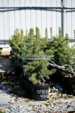 Picea Pungens Kaibab ( Molid Albastru Kaibab ) - imagine 2