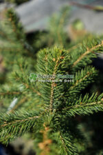 Picea Pungens Kaibab ( Molid Albastru Kaibab ) - imagine 3