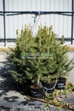 Picea Pungens Majestic Blue ( Molid Albastru Metalic ) - imagine 2