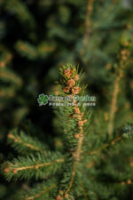 Picea Pungens Majestic Blue ( Molid Albastru Metalic ) - imagine 3