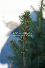 Picea Pungens Majestic Blue ( Molid Albastru Metalic )