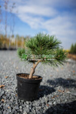 Pinus Niagra Olesna ( Pin Negru Olesna )