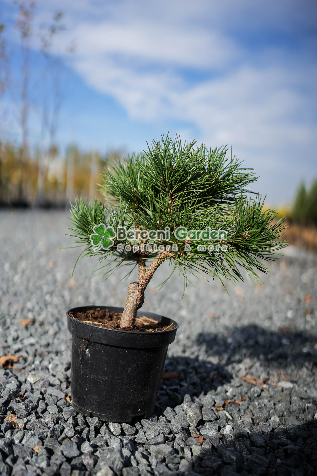 10.73.01.1.vanzare-plante-online Pinus Niagra Olesna ( Pin Negru Olesna ) - imagine 1