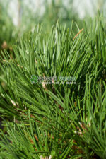 Pinus Niagra Olesna ( Pin Negru Olesna ) - imagine 2