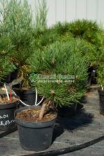 Pinus Niagra Olesna ( Pin Negru Olesna ) - imagine 3