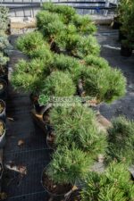 Pinus Niagra Olesna ( Pin Negru Olesna ) - imagine 4