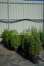 Juniperus Chinensis Stricta ( Ienupar Chinezesc )