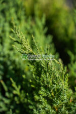 Juniperus Chinensis Stricta ( Ienupar Chinezesc ) - imagine 2